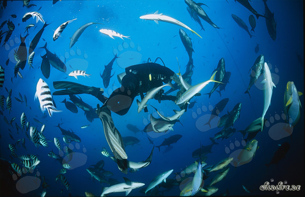 Plongeur entouré d'une variété de poissons coralliens exotiques dans le lagon de Beqa, Fidji