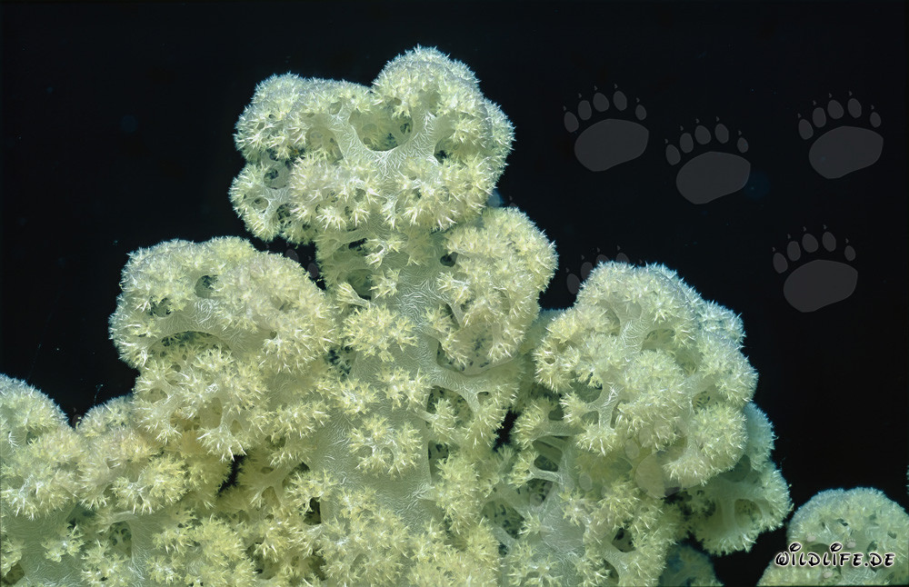 Scopri i fascinanti coralli molli a Fiji