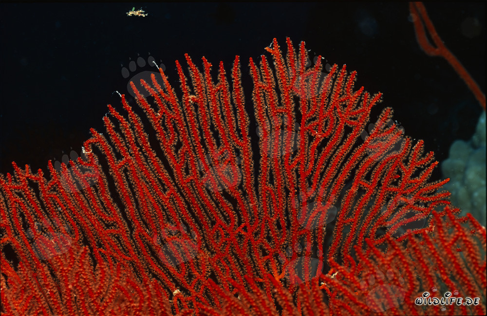 Fascinante Gorgonia Subergorgia mollis descubierta en el arrecife de coral