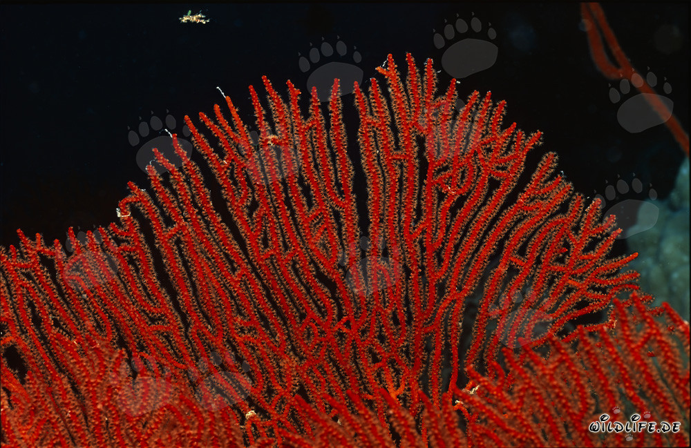 Affascinante Gorgonia Subergorgia mollis scoperta nella barriera corallina