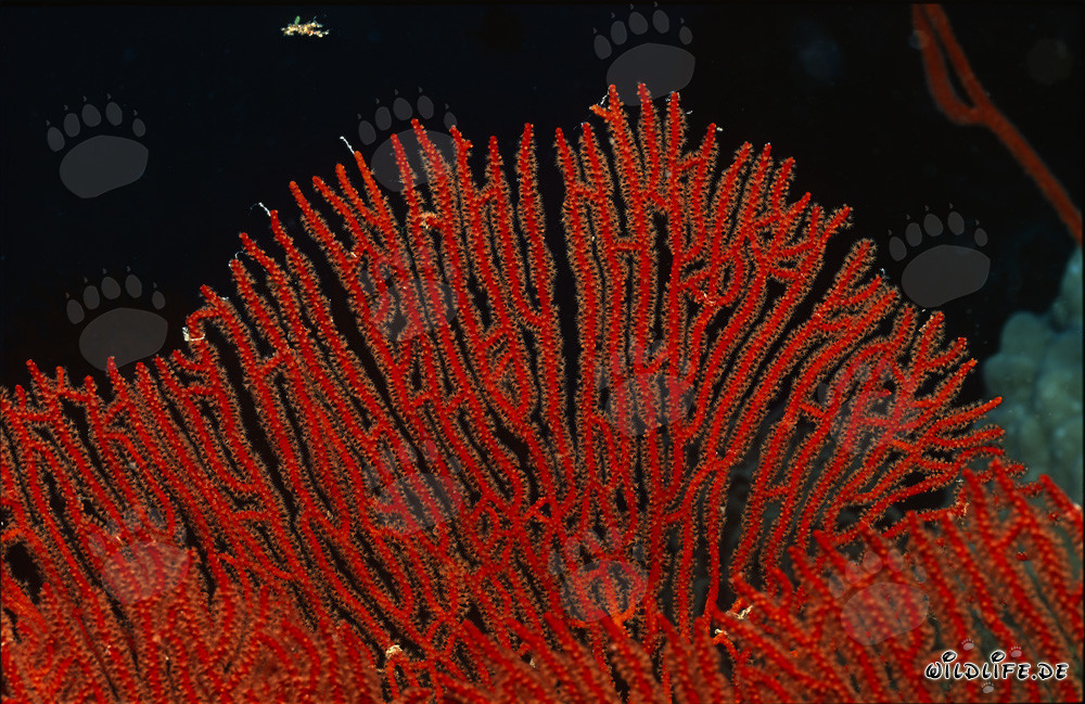 Discover the fascinating Gorgonian Sea Fan Subergorgia mollis in the coral reef