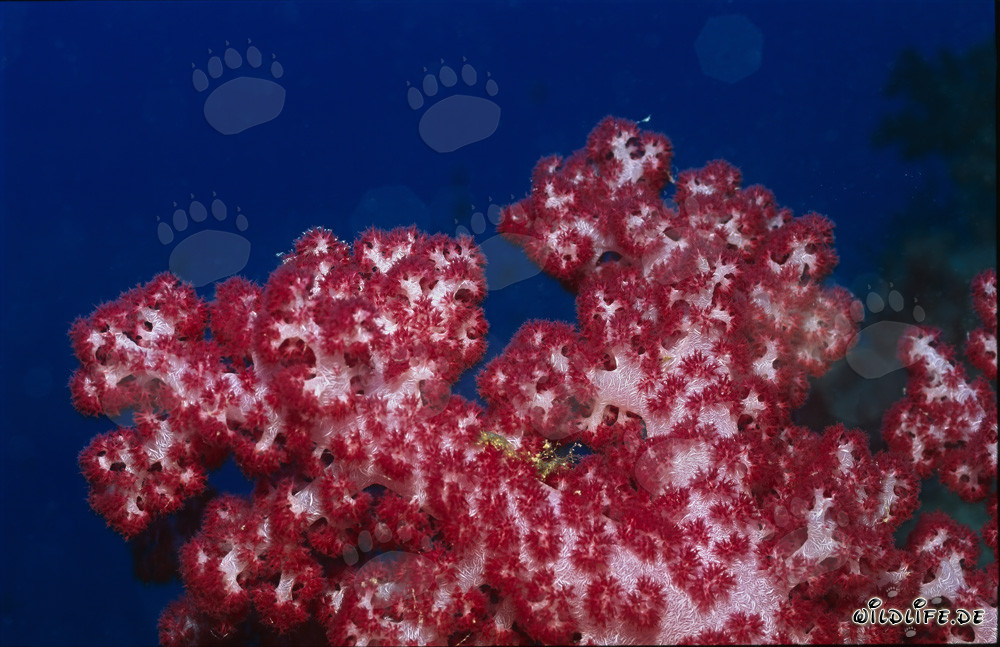 Corail mou rouge vif dans les eaux cristallines du lagon de Beqa, Viti Levu, Fidji