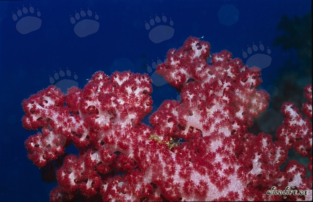 Corallo molle rosso brillante nelle acque cristalline della laguna di Beqa, Viti Levu, Figi