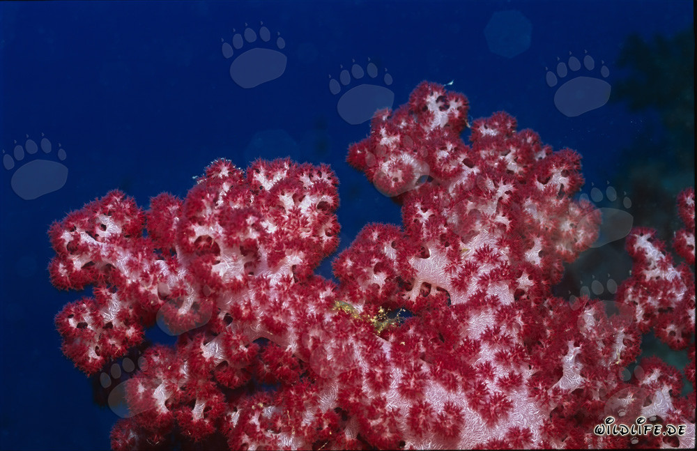 Vibrant red soft coral in the crystal-clear waters of Beqa Lagoon, Viti Levu, Fiji