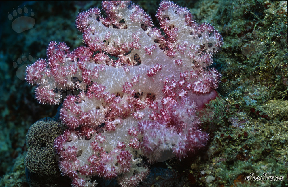 Fascination des coraux mous dans le lagon de Beqa à Fidji