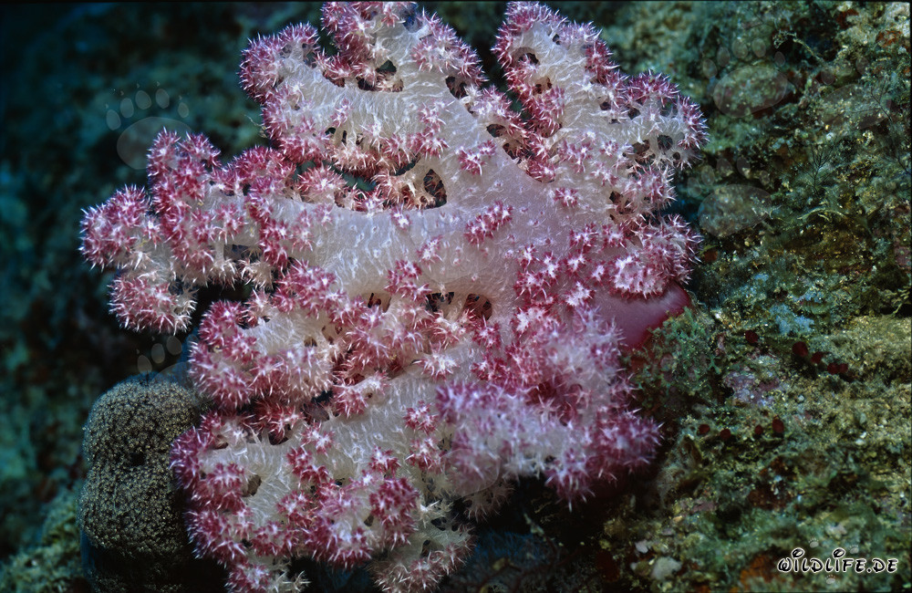 Fascinación por los corales blandos en el lago de Beqa en Fiji