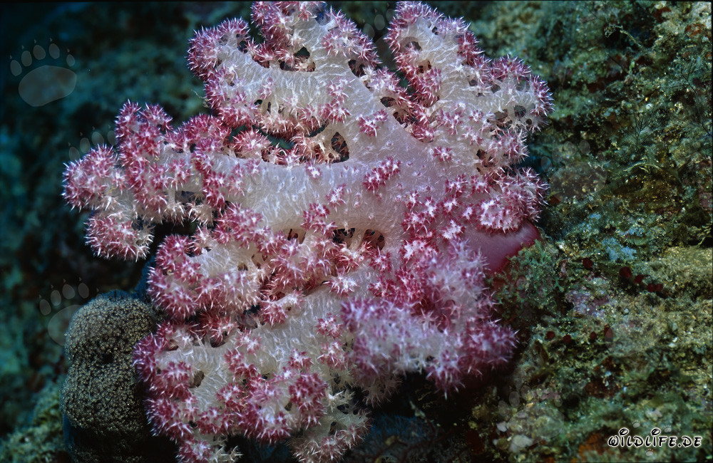 Fascino dei coralli molli nella laguna di Beqa a Fiji
