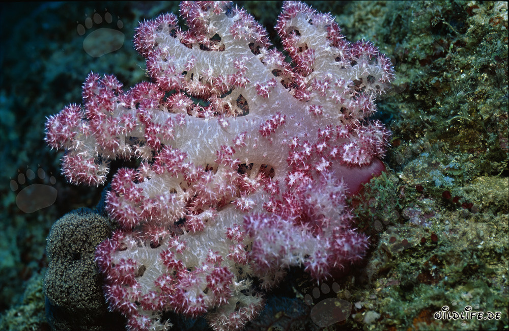 Fascination of Soft Coral in Beqa Lagoon, Fiji