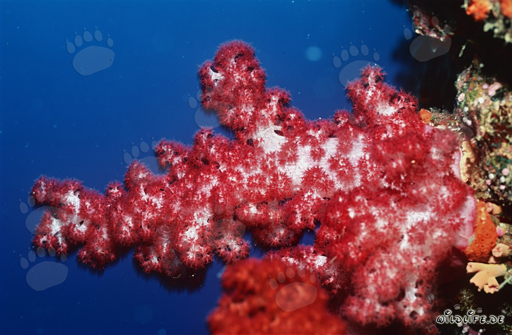 Rote Weichkoralle im tiefblauen Ozean