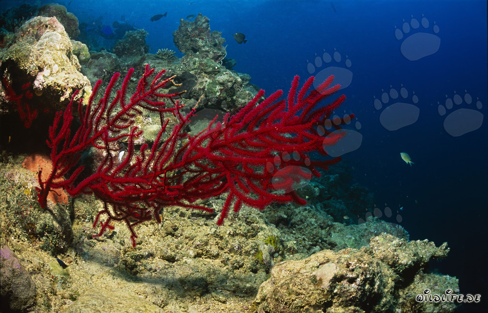 Leuchtend rote Gorgonie in den Gewässern von Fiji