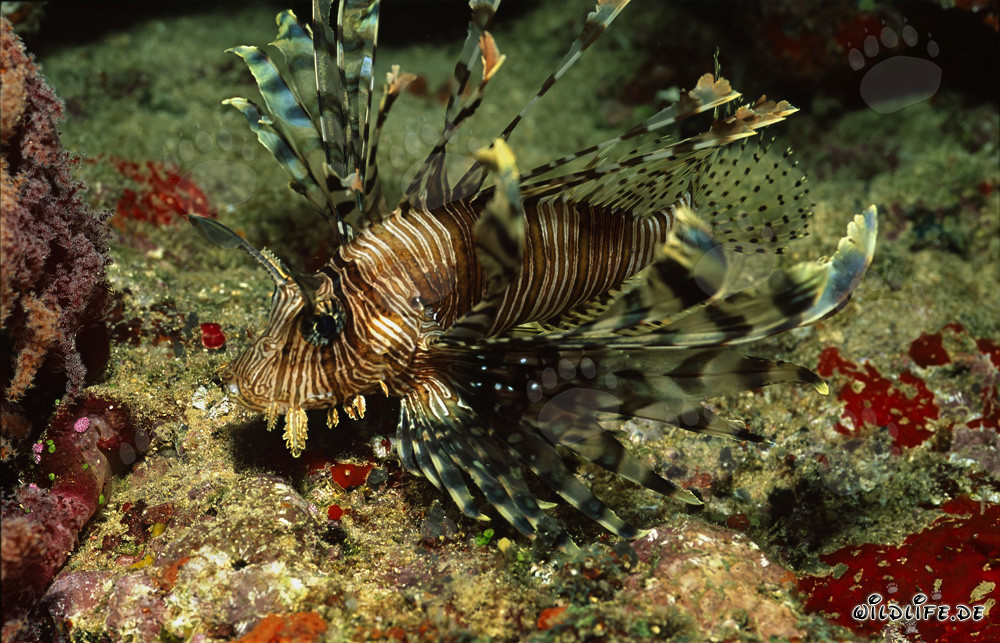Affascinante pesce leone in una colorata barriera corallina della laguna di Beqa a Viti Levu, Figi