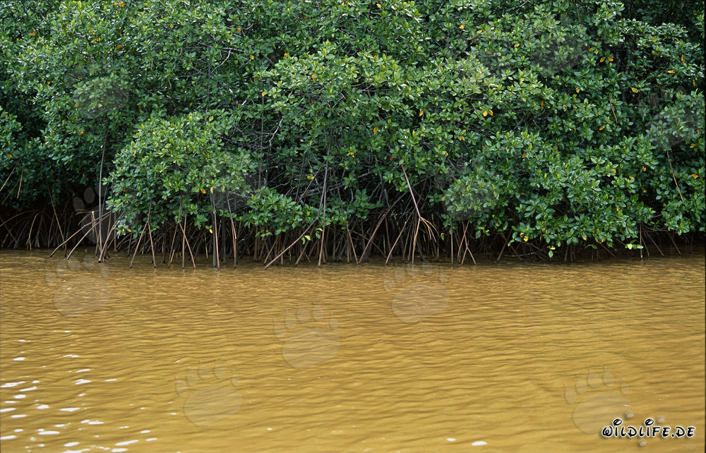 Rote Mangroven im lehmigen Wasser des Qara-ni-Qio River