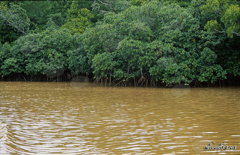 Les mangroves rouges le long du fleuve Qara-ni-Qio