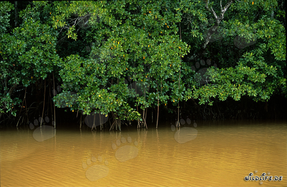 Manglares rojos en las aguas turbias del río Qara-ni-Qio