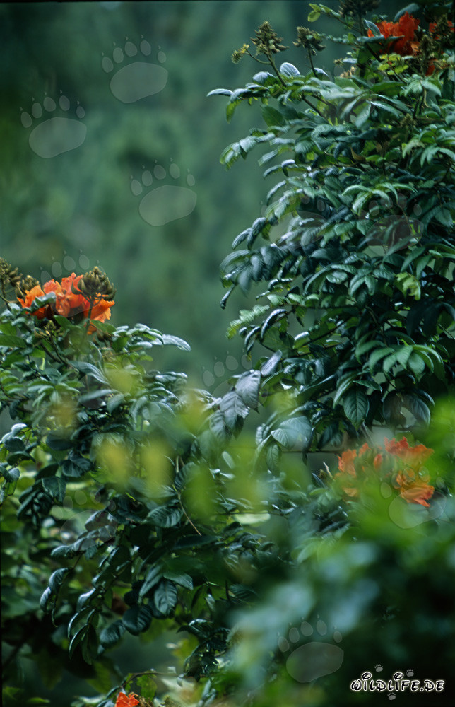 Des fleurs rouges brillent dans la luxuriante forêt tropicale de Viti Levu aux îles Fidji