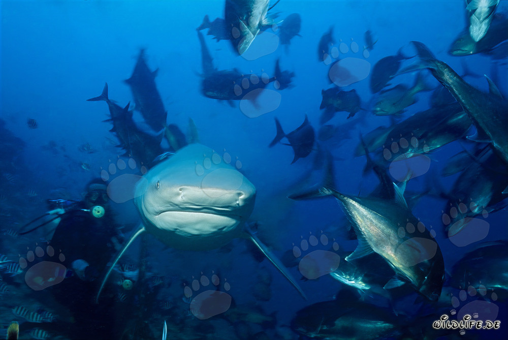 Bull Shark approaching head-on