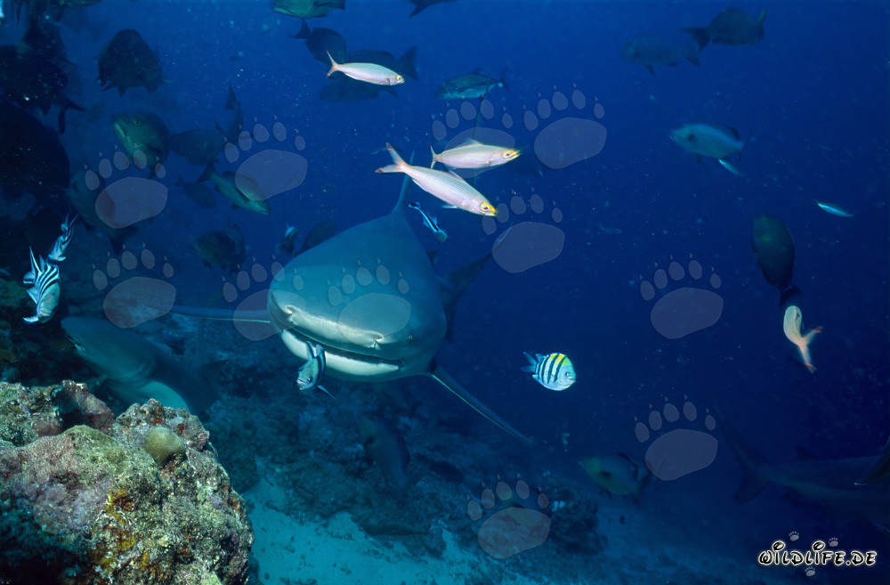 Pequeño sargento indopacífico frente a la imponente mandíbula del tiburón toro