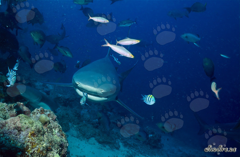 Petit sergent indo-pacifique devant l'impressionnante gueule du requin bouledogue