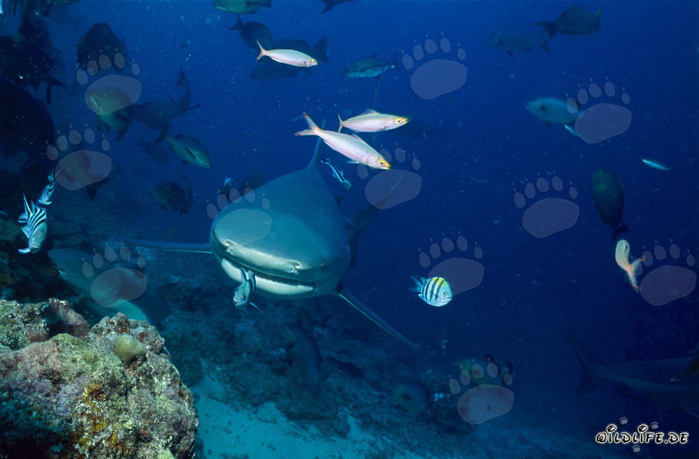 Small Indo-Pacific Sergeant in front of the impressive bull shark mouth