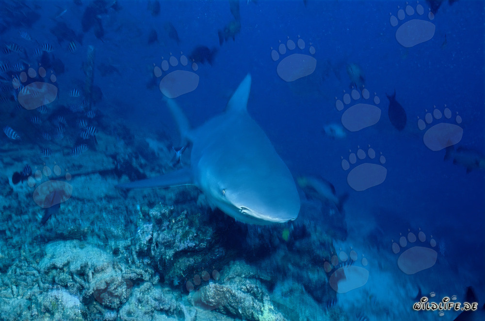Giovane maschio di squalo toro esplora il fondale della barriera corallina
