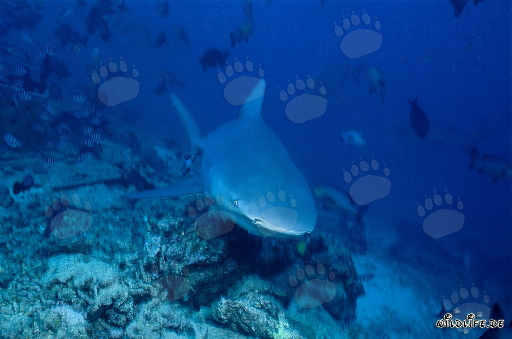 Jeune mâle requin taureau explorant le fond du récif