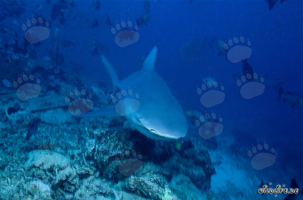 Joven macho de tiburón toro explorando el lecho del arrecife