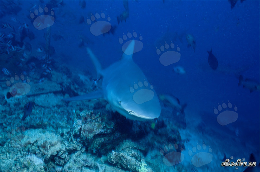 Young male bull shark exploring the reef bottom