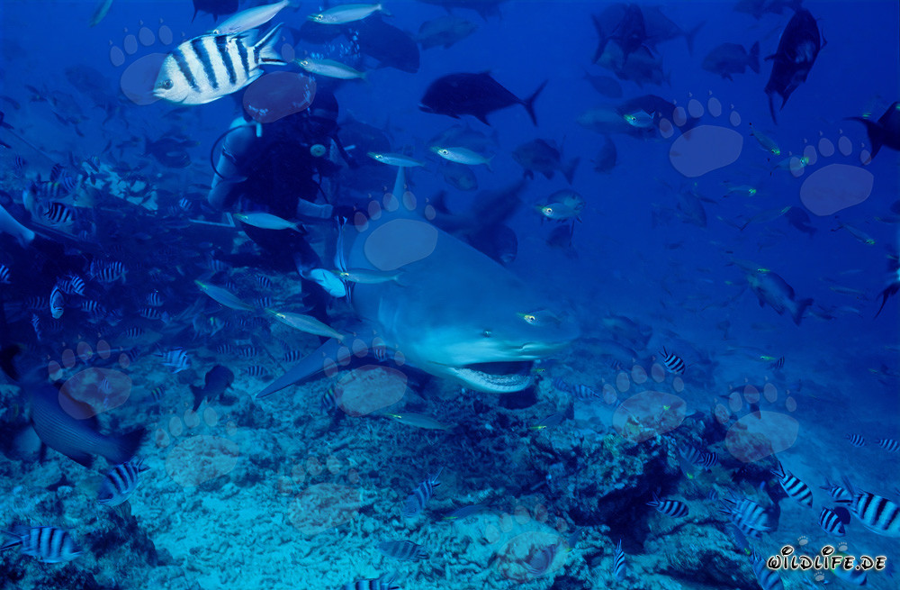 Impressive bull shark with open mouth in Shark Reef/Beqa Lagoon, Fiji