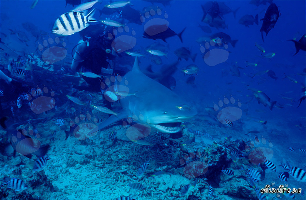 Imposanter Bullenhai mit geöffnetem Maul in der Shark Reef/Beqa Lagoon, Fiji
