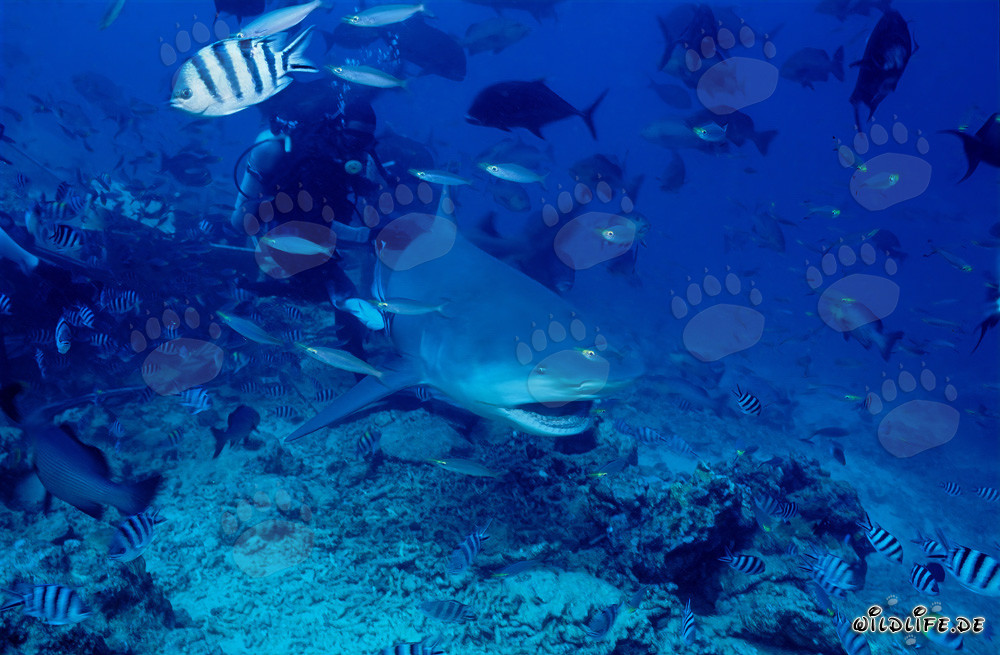 Imposant requin taureau avec la gueule ouverte dans le Shark Reef/Beqa Lagoon, Fidji