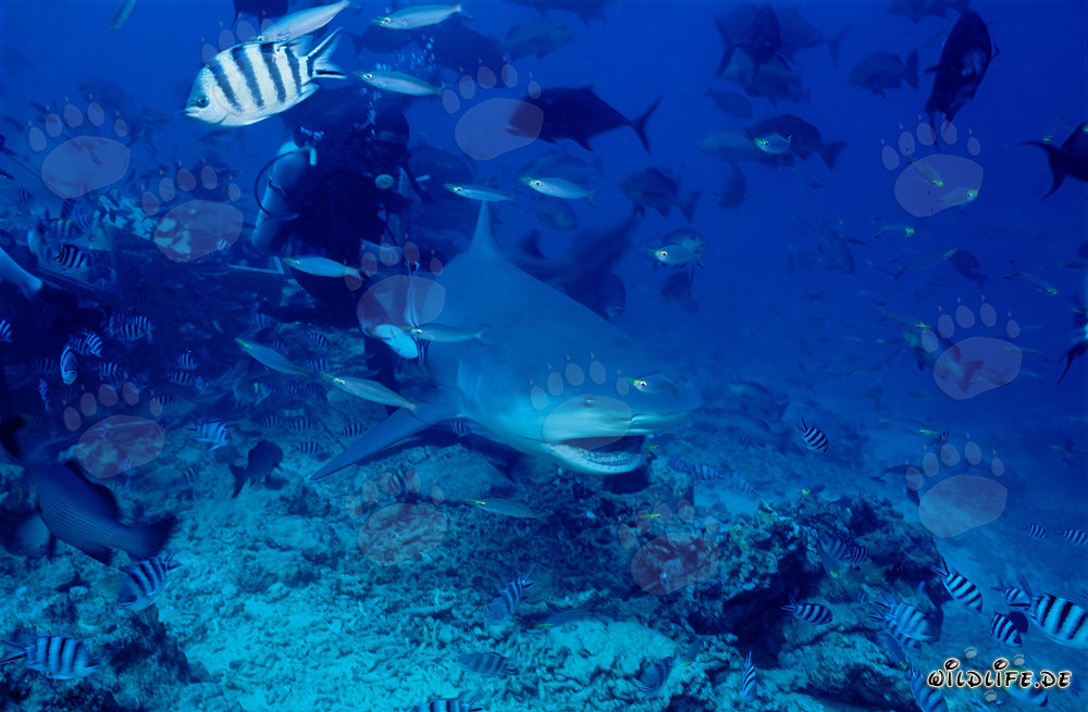 Imponente squalo toro con la bocca aperta nello Shark Reef/Beqa Lagoon, Figi