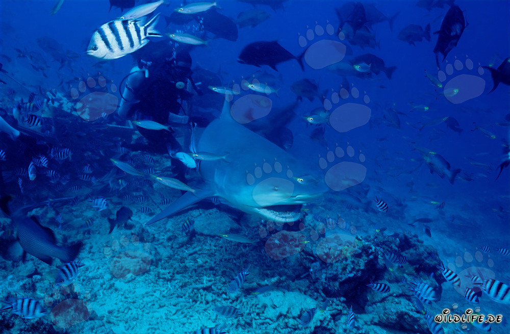 Impresionante tiburón toro con la boca abierta en el Shark Reef/Beqa Lagoon, Fiyi