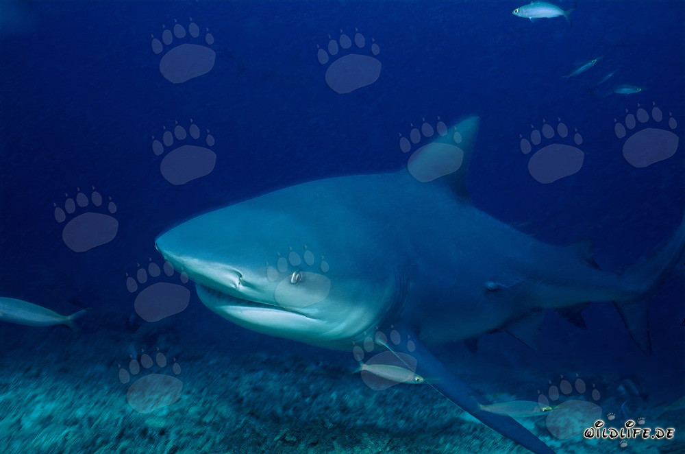 Fascinating bull shark emerging from the blue depth