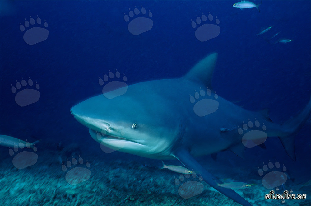 Requin taureau fascinant des profondeurs bleues