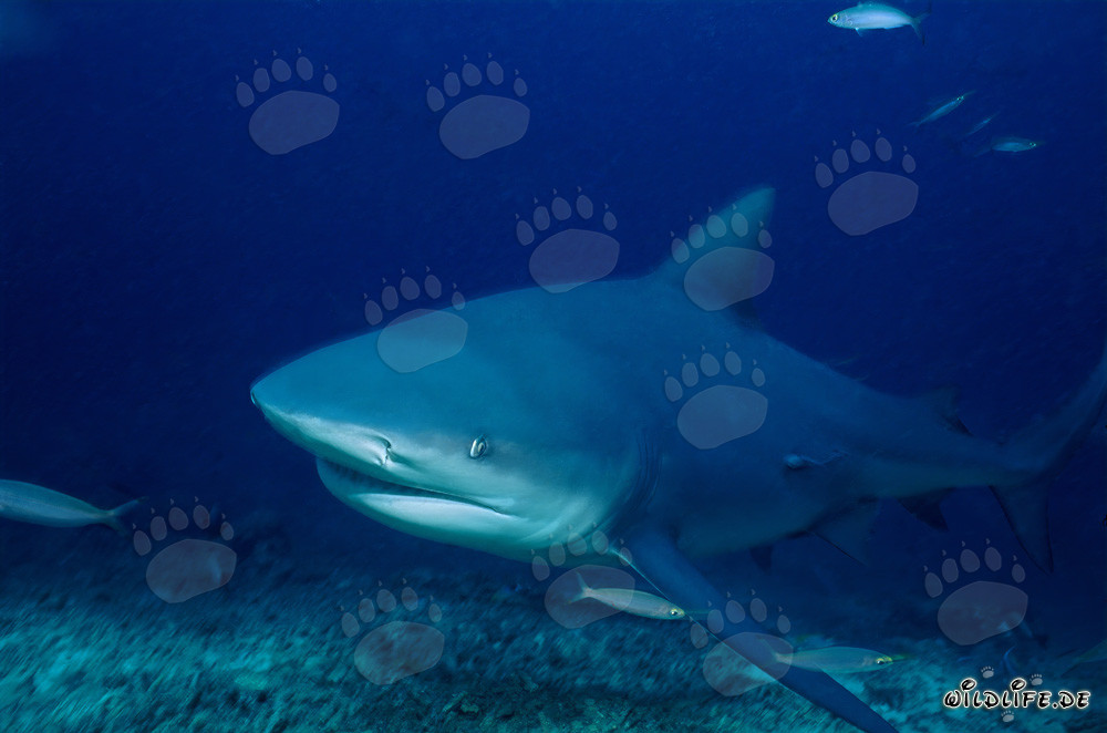 Affascinante squalo toro dalle profondità blu