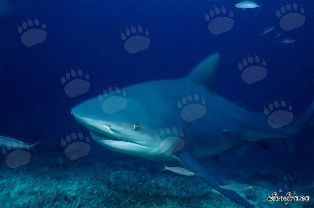 Fascinante tiburón toro de las profundidades azules