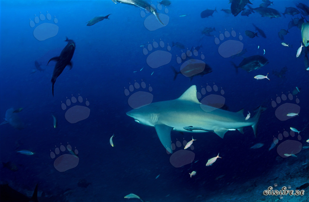 Impressive bull shark majestically swimming through the open sea