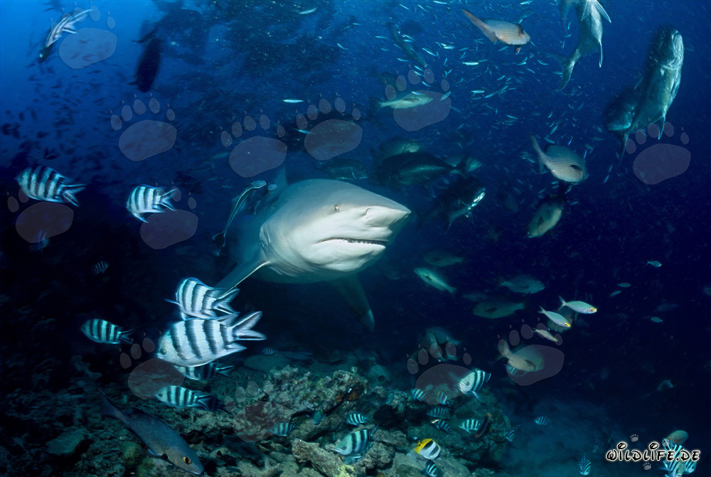 Majestic Bull Shark Approaching the Reef