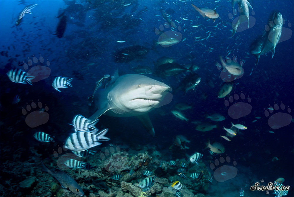 Tiburón toro majestuoso frente al arrecife