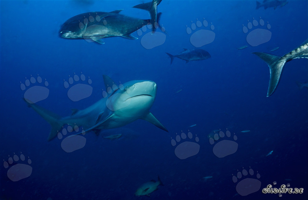 Impressive bull shark surrounded by giant trevallys