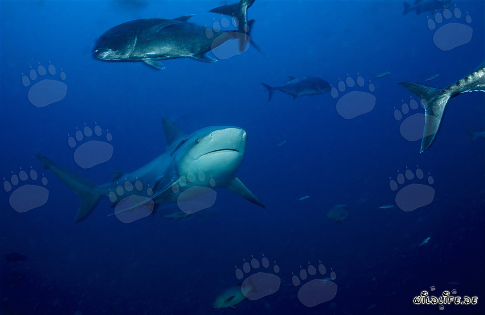 Requin taureau imposant entouré de maquereaux à grosse tête