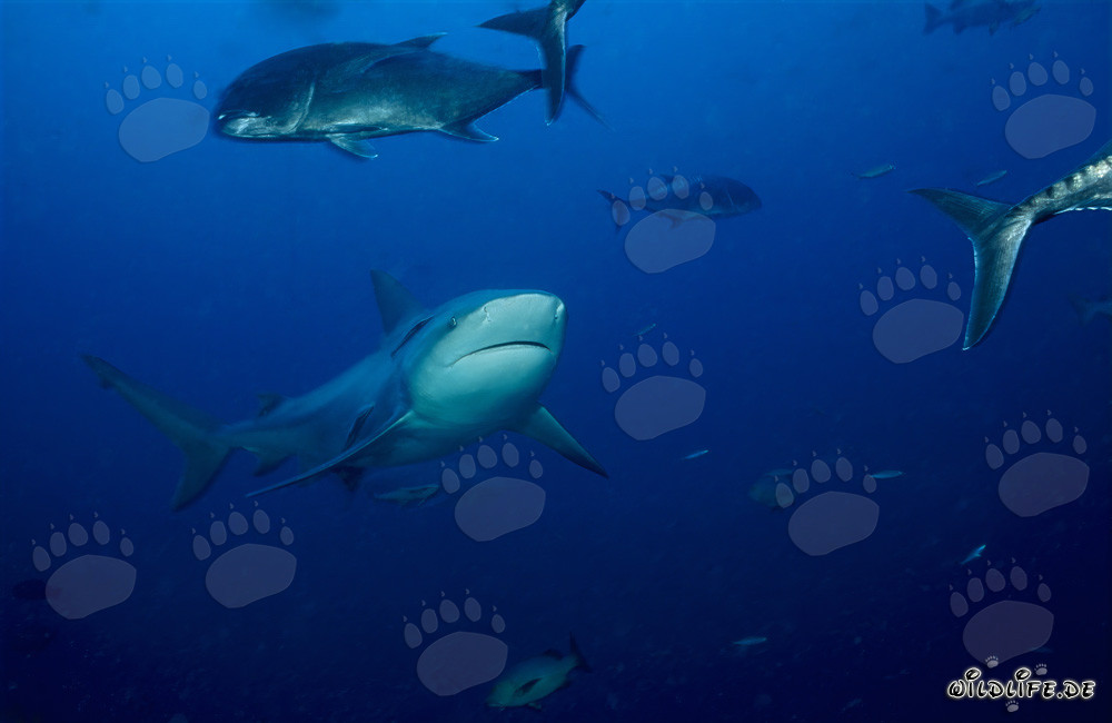 Imponente squalo toro circondato da sgombri testagrossa