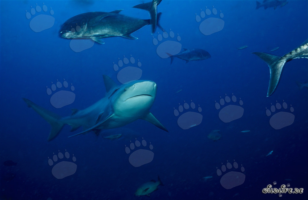 Impresionante tiburón toro rodeado de macarelas cabezonas