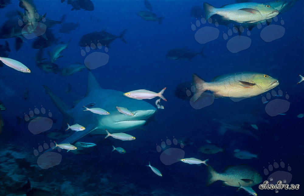 Fascinating Bull Shark with Fusiliers and Double-Spotted Snapper