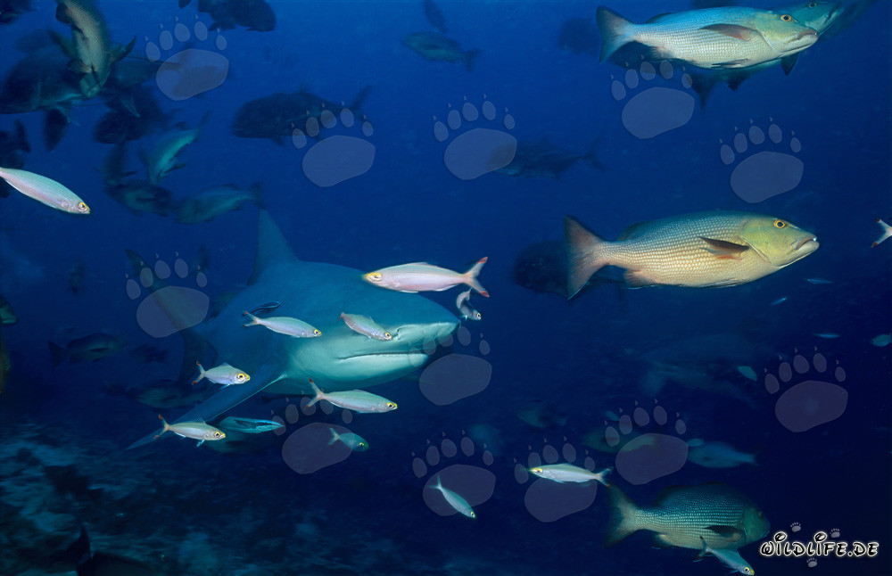 Requin taureau fascinant avec fusilier et vivaneau à double tache