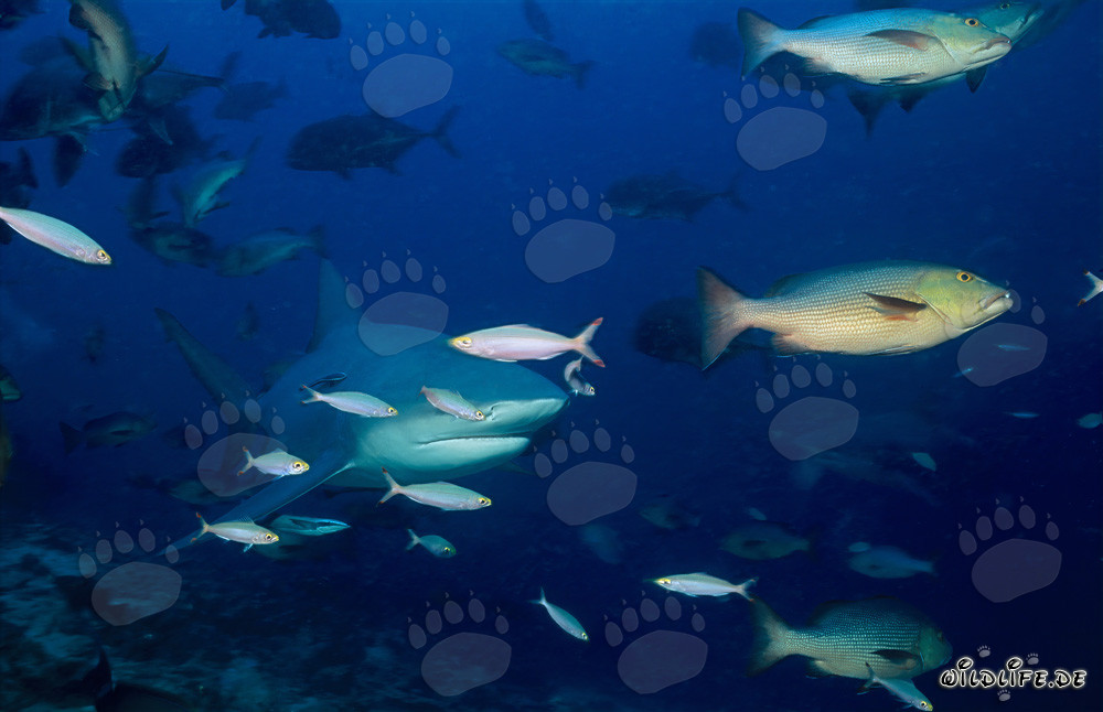 Affascinante squalo toro con fucilieri e cernia a doppia macchia
