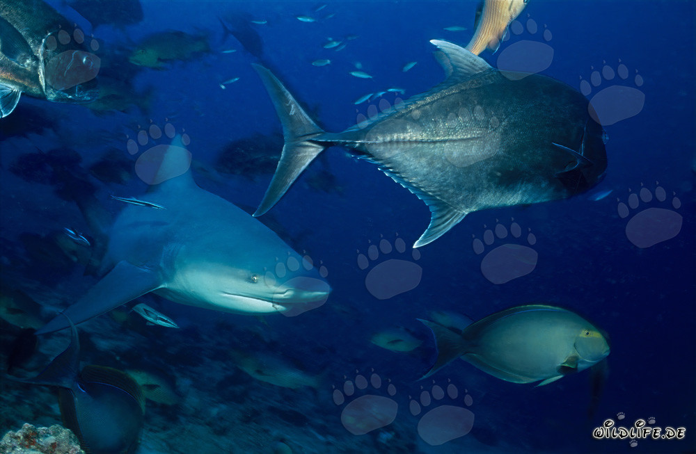 Requin-bouledogue fascinant avec maquereau-tête-de-bœuf et poisson-chirurgien