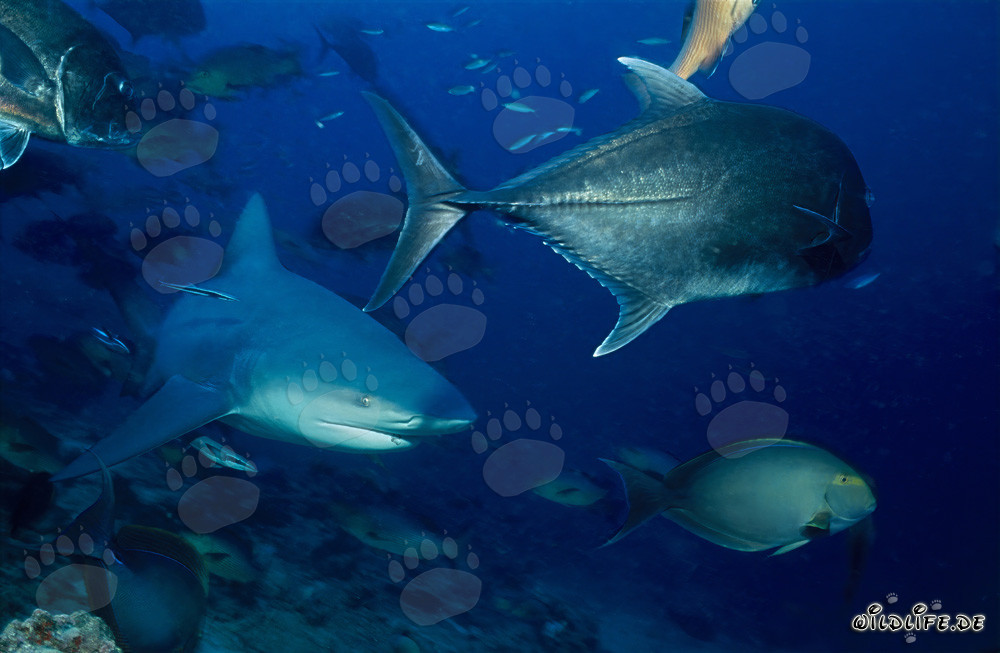 Squalo toro affascinante con sgombro testa di bue e pesce chirurgo