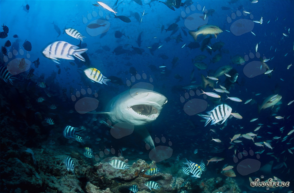 Requin taureau - redoutable habitant des mers avec la gueule ouverte