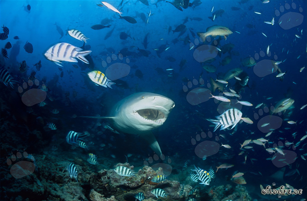 Squalo toro - Temibile abitante marino con la bocca aperta